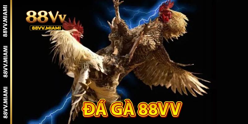 Đá gà 88VV