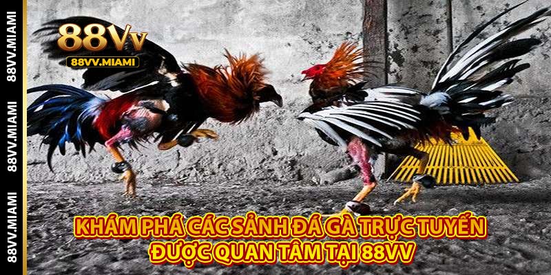 Đá gà 88VV