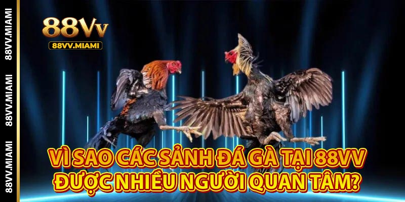 Đá gà 88VV